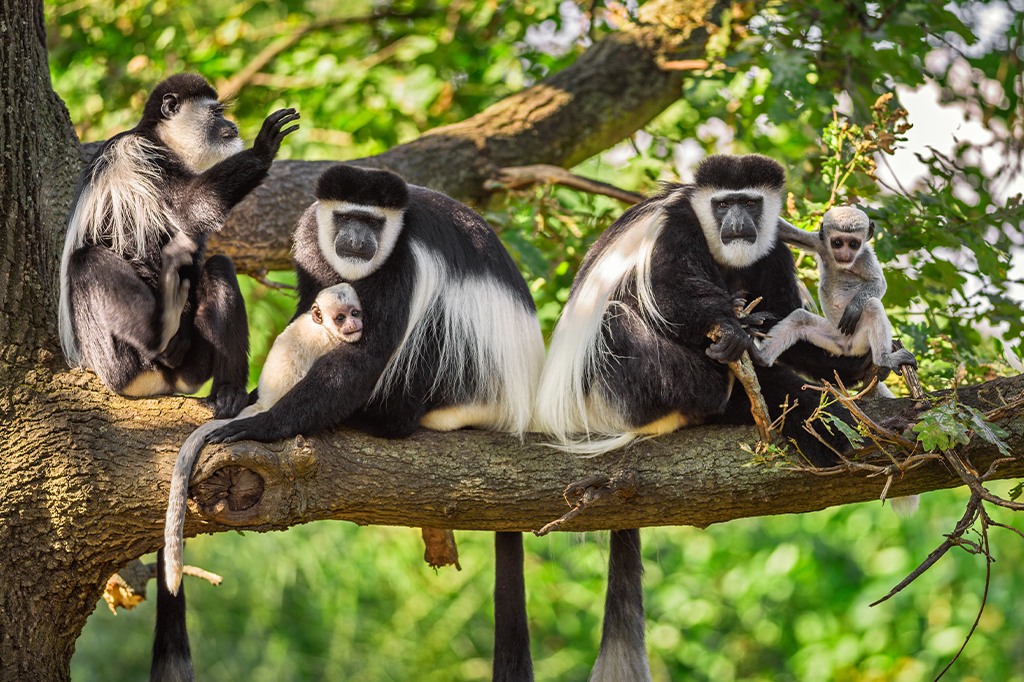 Are There Any Animals on Mount Kilimanjaro?