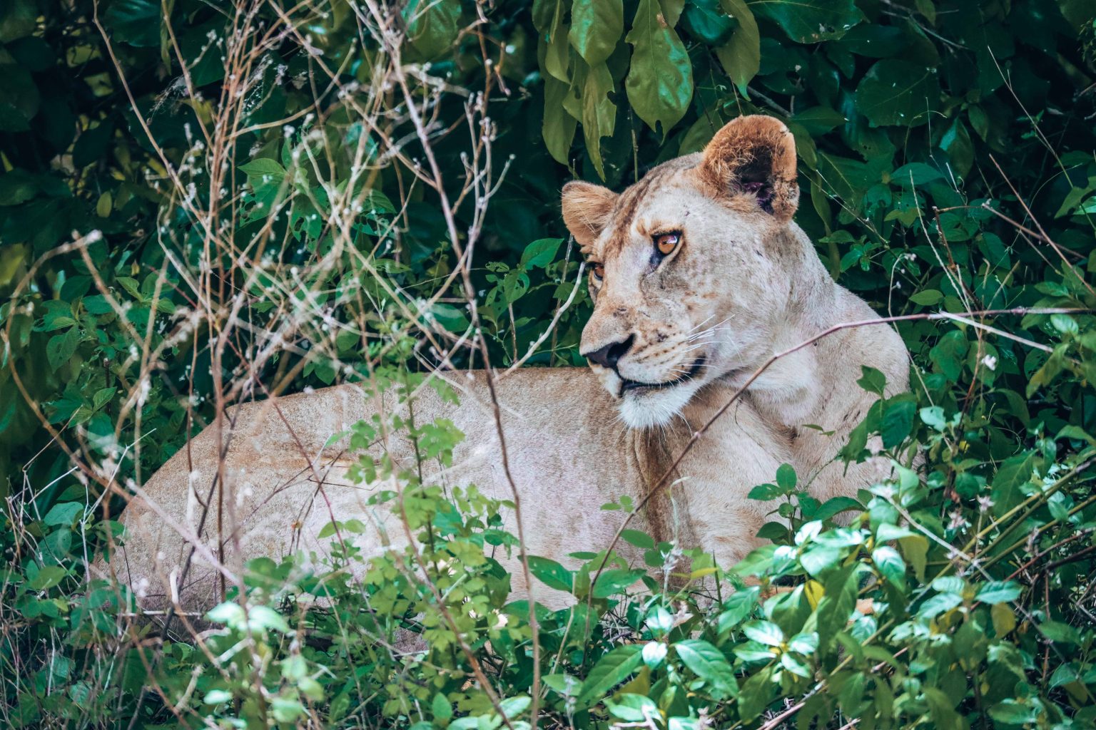 Best Things to Do After Kilimanjaro Climbing 2026–2027 | Safari & Zanzibar