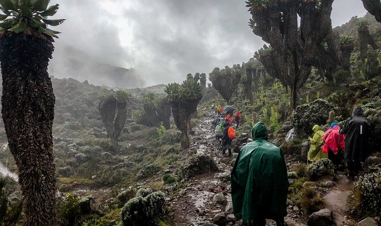 People Climb Mount Kilimanjaro